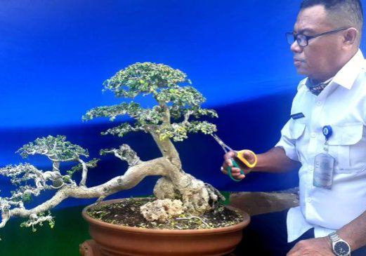 Ketua-panitia-Bonsai-696x365-1_compress95